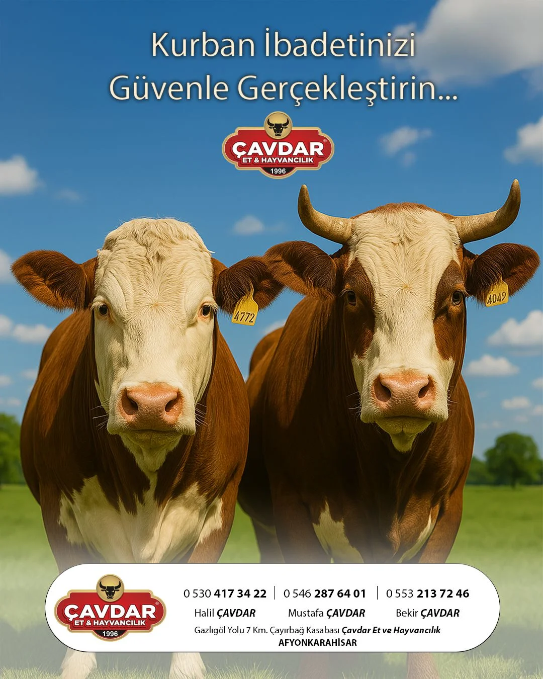 Afyon Kurbanlık Hayvan | Akika Kurbanı | Şükür Kurbanı | Afyon Adaklık Kurban