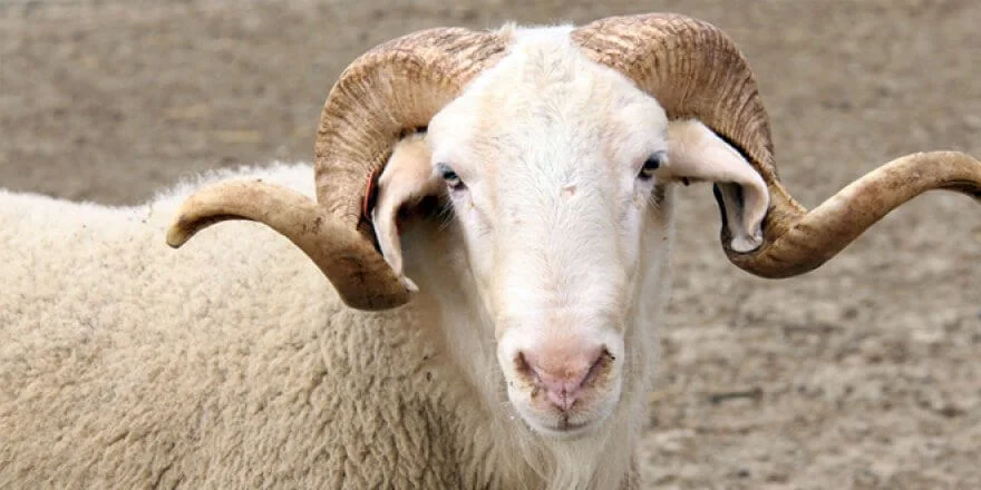 Afyon Kurbanlık Hayvan | Akika Kurbanı | Şükür Kurbanı | Afyon Adaklık Kurban