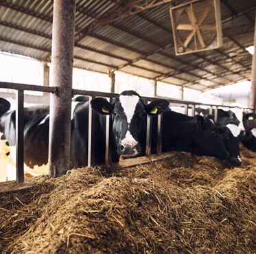 Afyon Kurbanlık Hayvan | Akika Kurbanı | Şükür Kurbanı | Afyon Adaklık Kurban